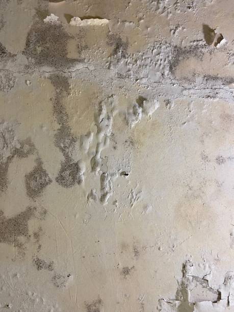 Best Post-Flood Mold Remediation in Pablo, MT