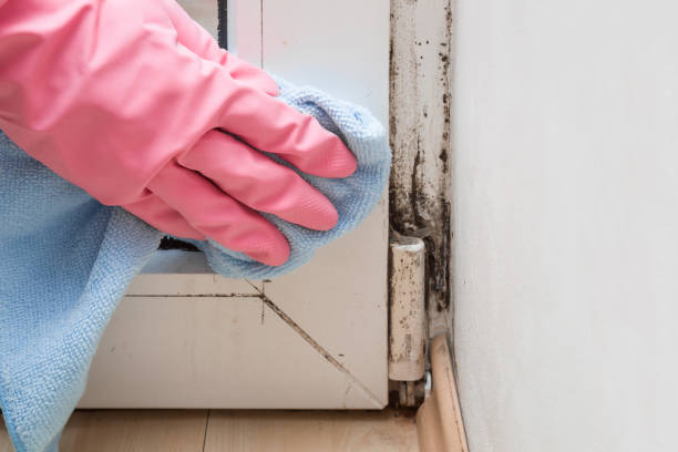 Best Mold Remediation for Specific Building Types in Pablo, MT